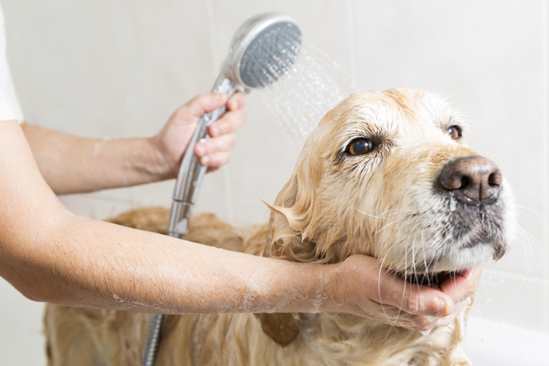 pet wash, dog wash, multi-profit center, dog grooming, self-serve