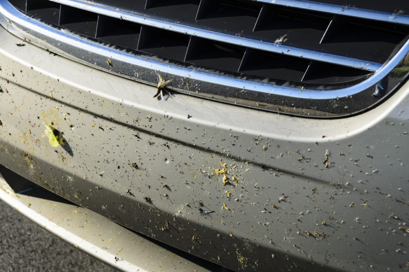 bug removal services, insects, dead bugs, bug splatter, bugs stuck on cars, dirty car, insect removal