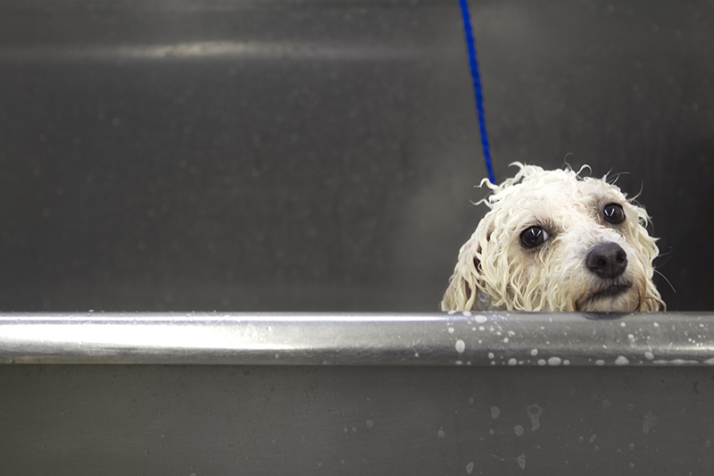 dog, pet washes, pet wash, wet, water, soap